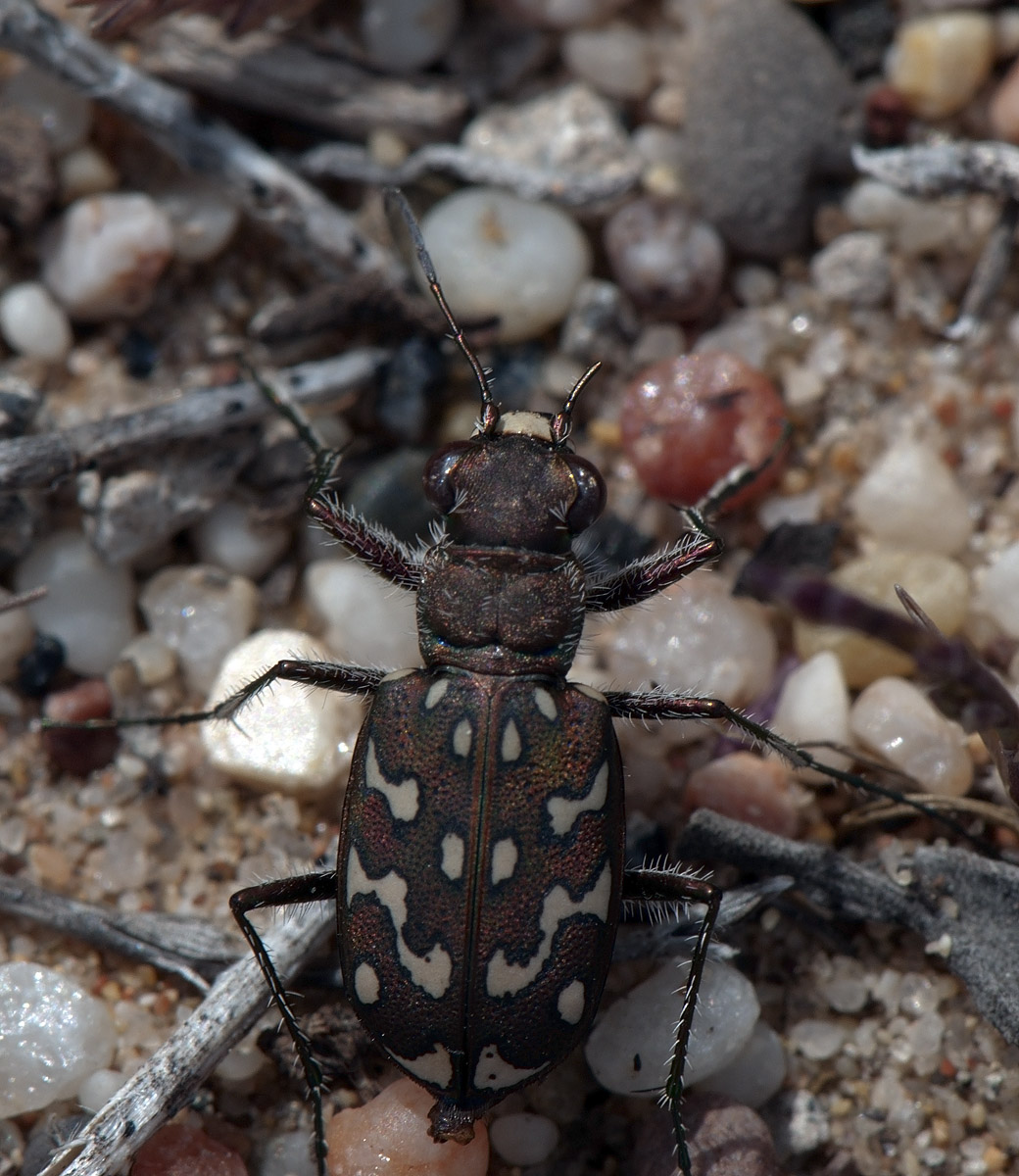 cicindela...