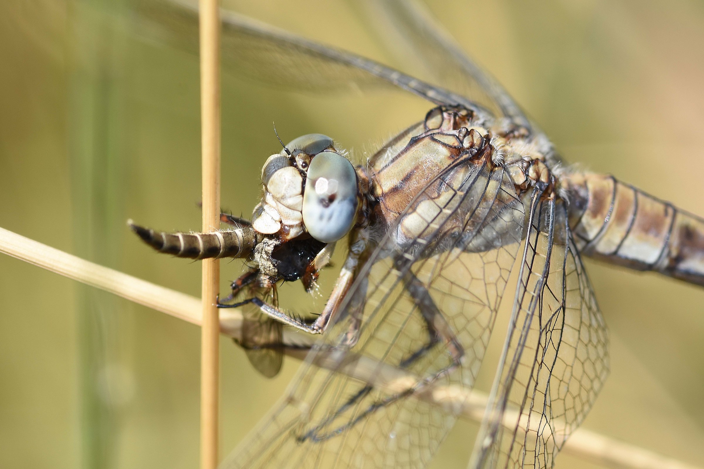 dragonfly with prey