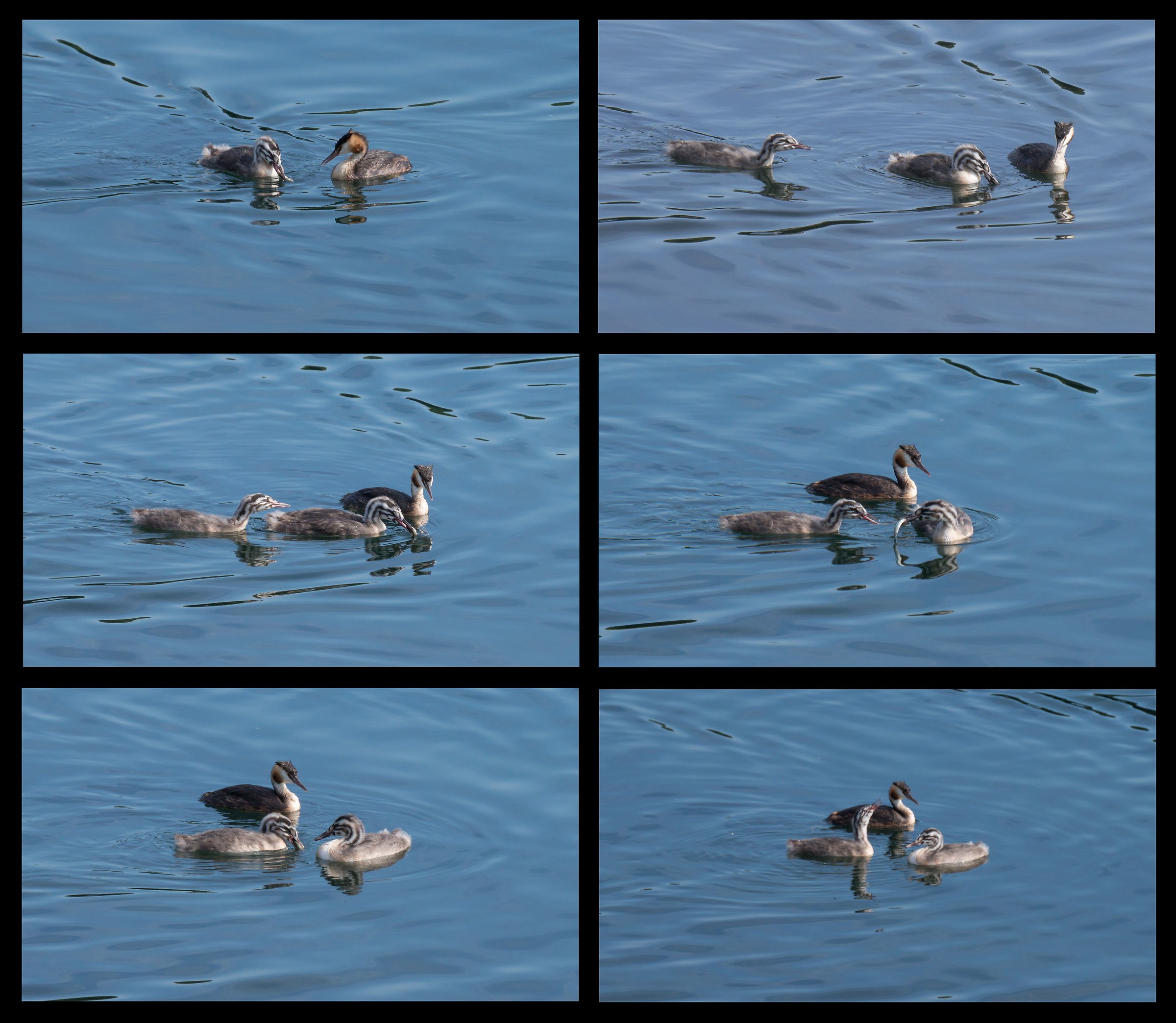 Grebe chick passing fish with his brother