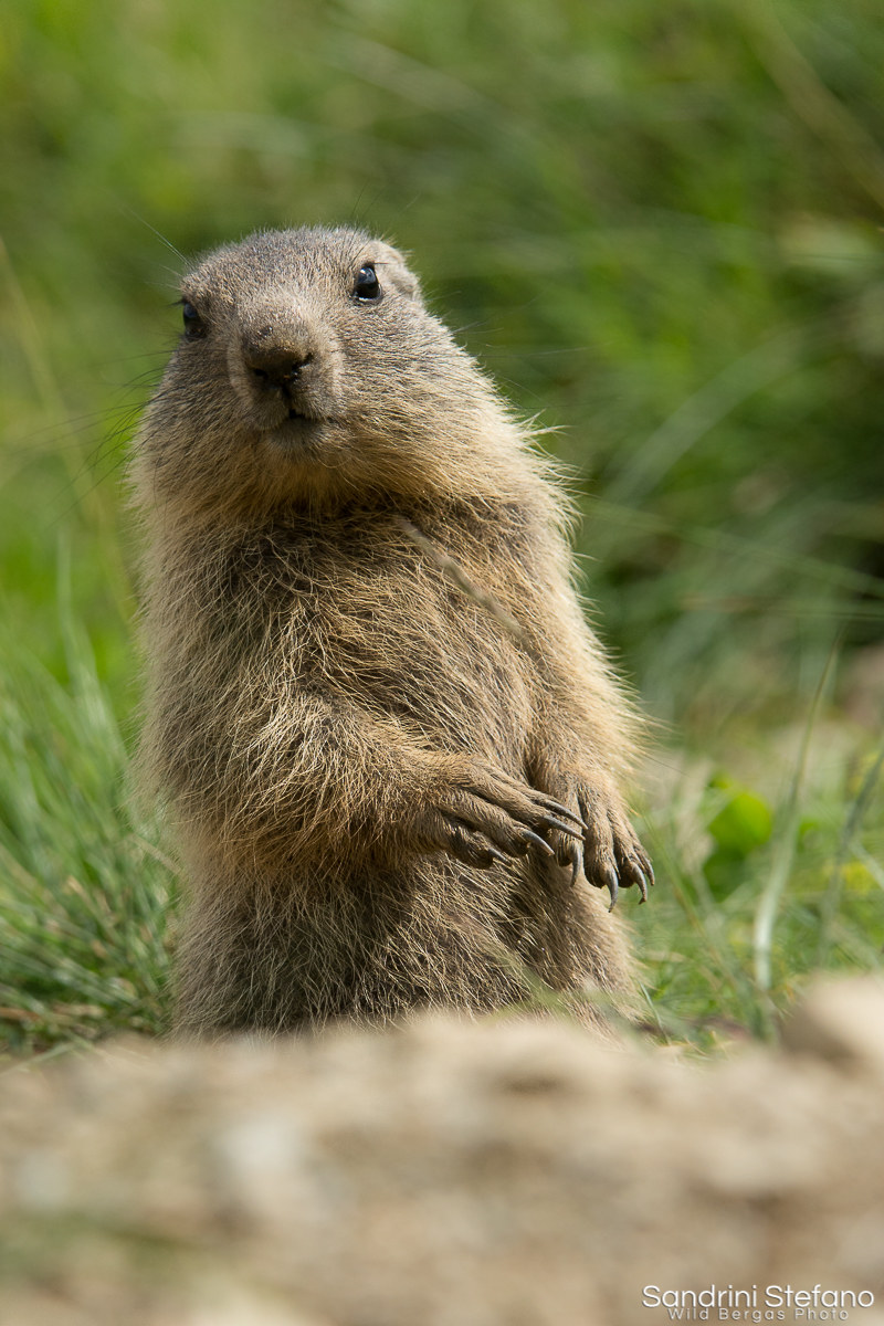 Giovane Marmotta