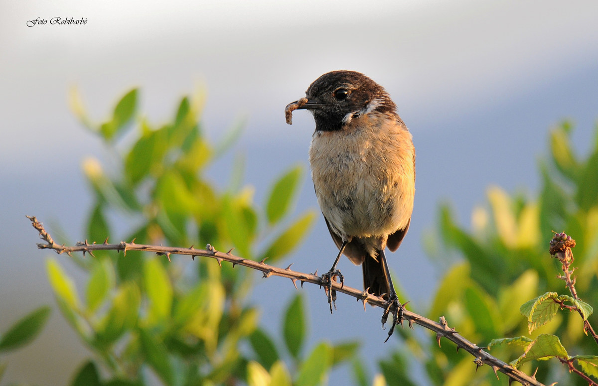 Saltimpalo...imbeccata all'alba...
