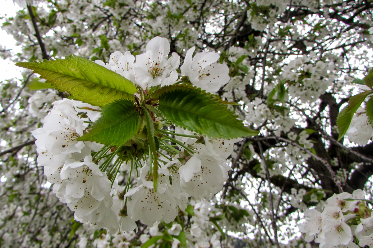 Fiori di ciliegio