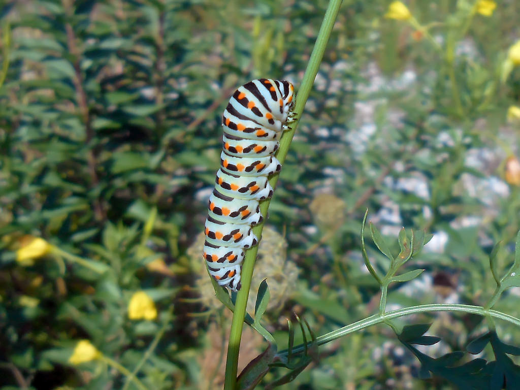 Macaone ..... figlio