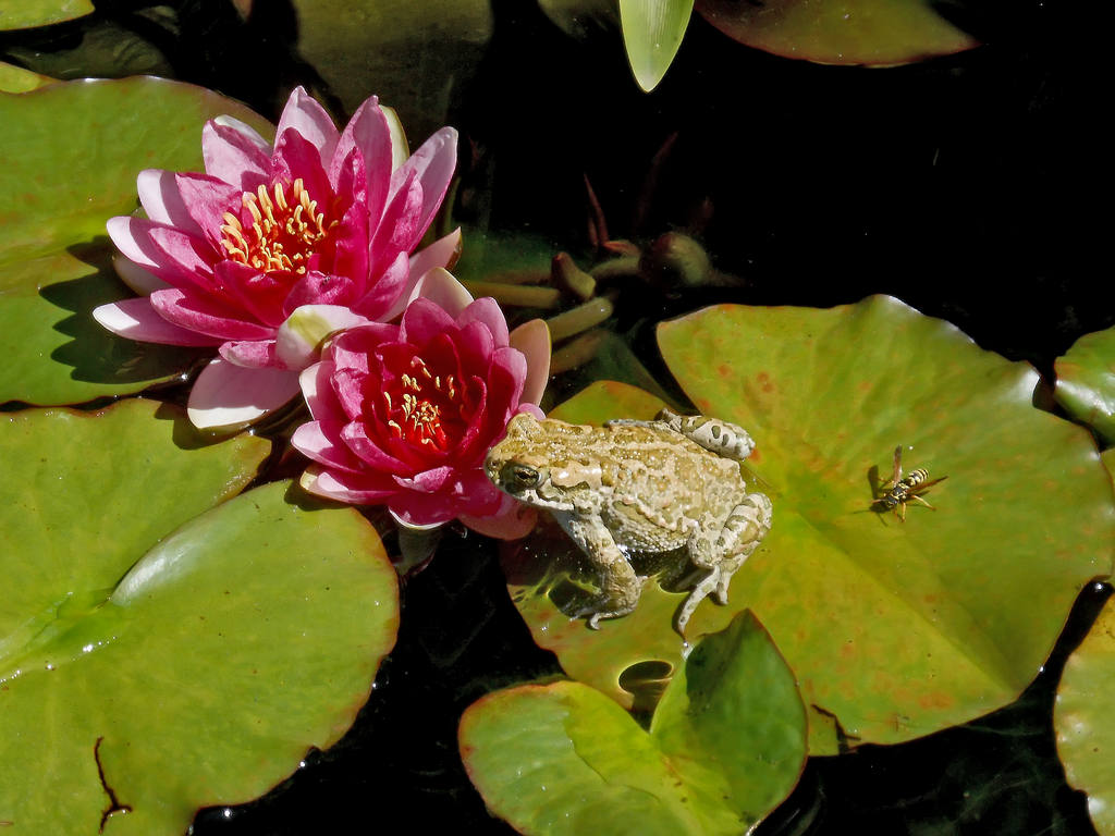Rana su ninfea