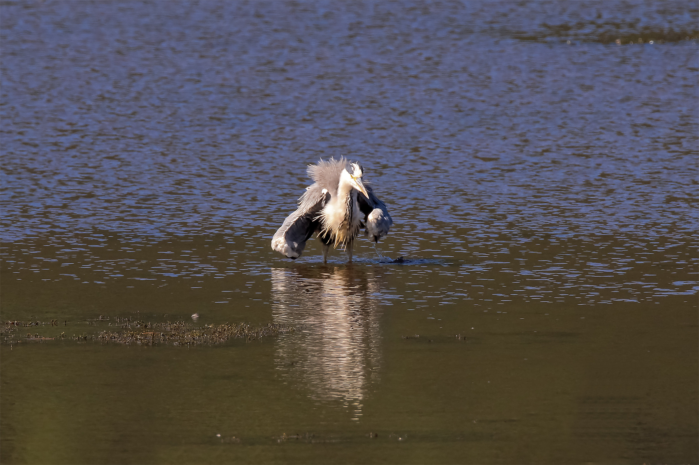heron cenerino- if you dare come here '!!!!!!!!!!