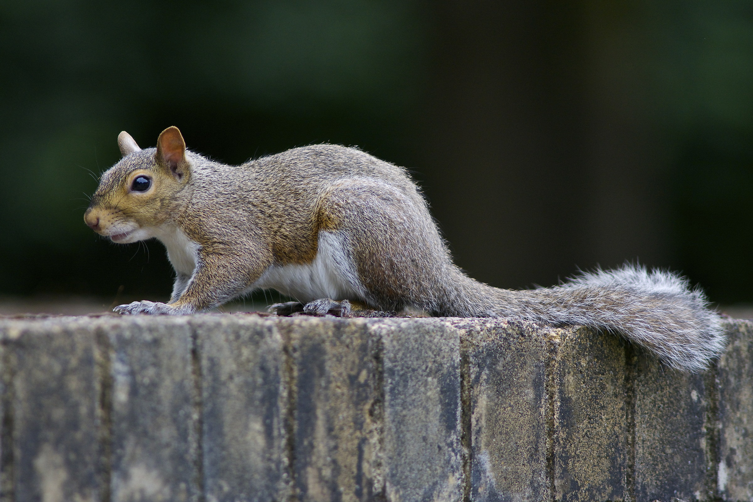 Gray-red squirrel