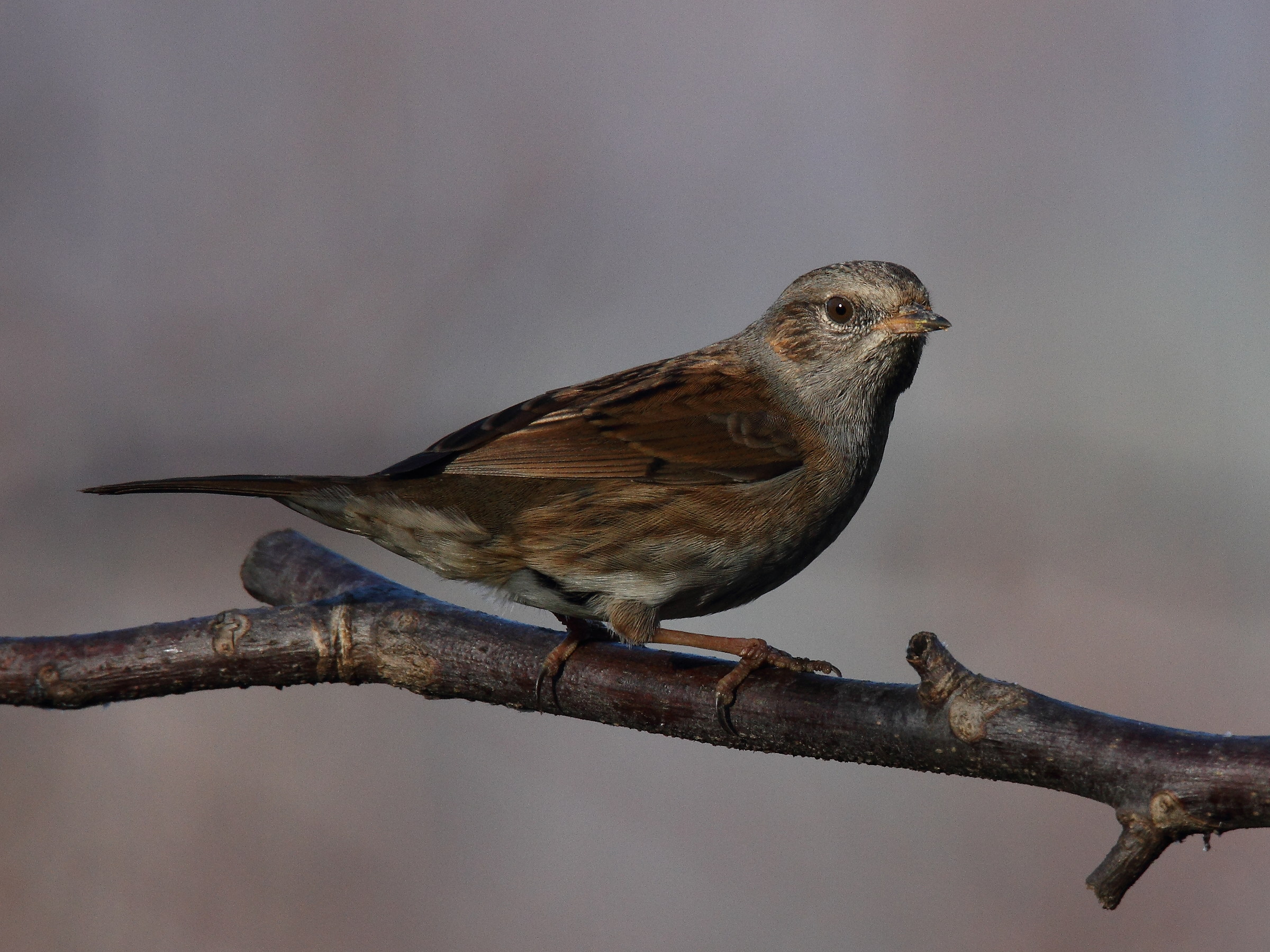 Dunnock
