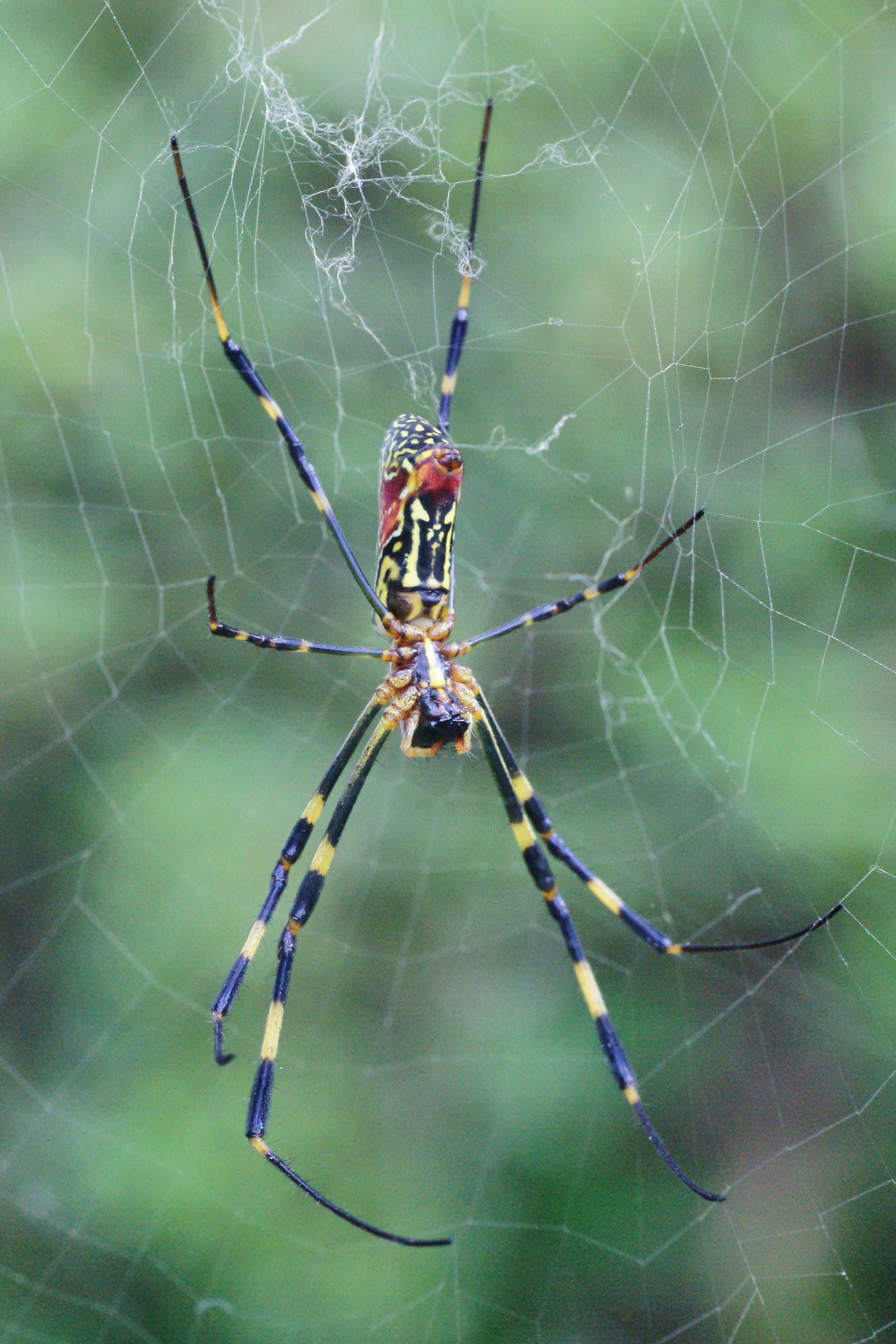 Japanese spider