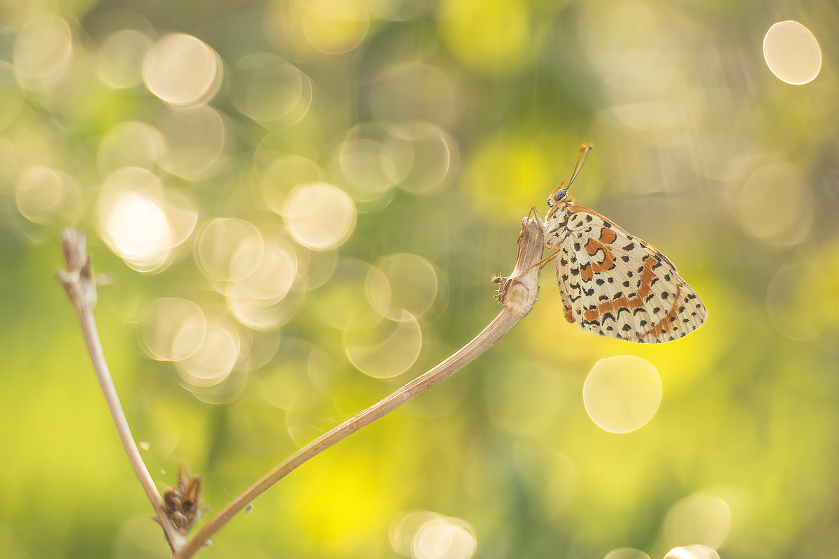 La Raccolta delle Bolle!!!!...