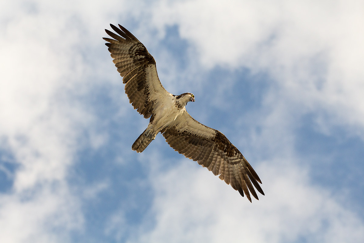 Osprey - Falco Pescatore