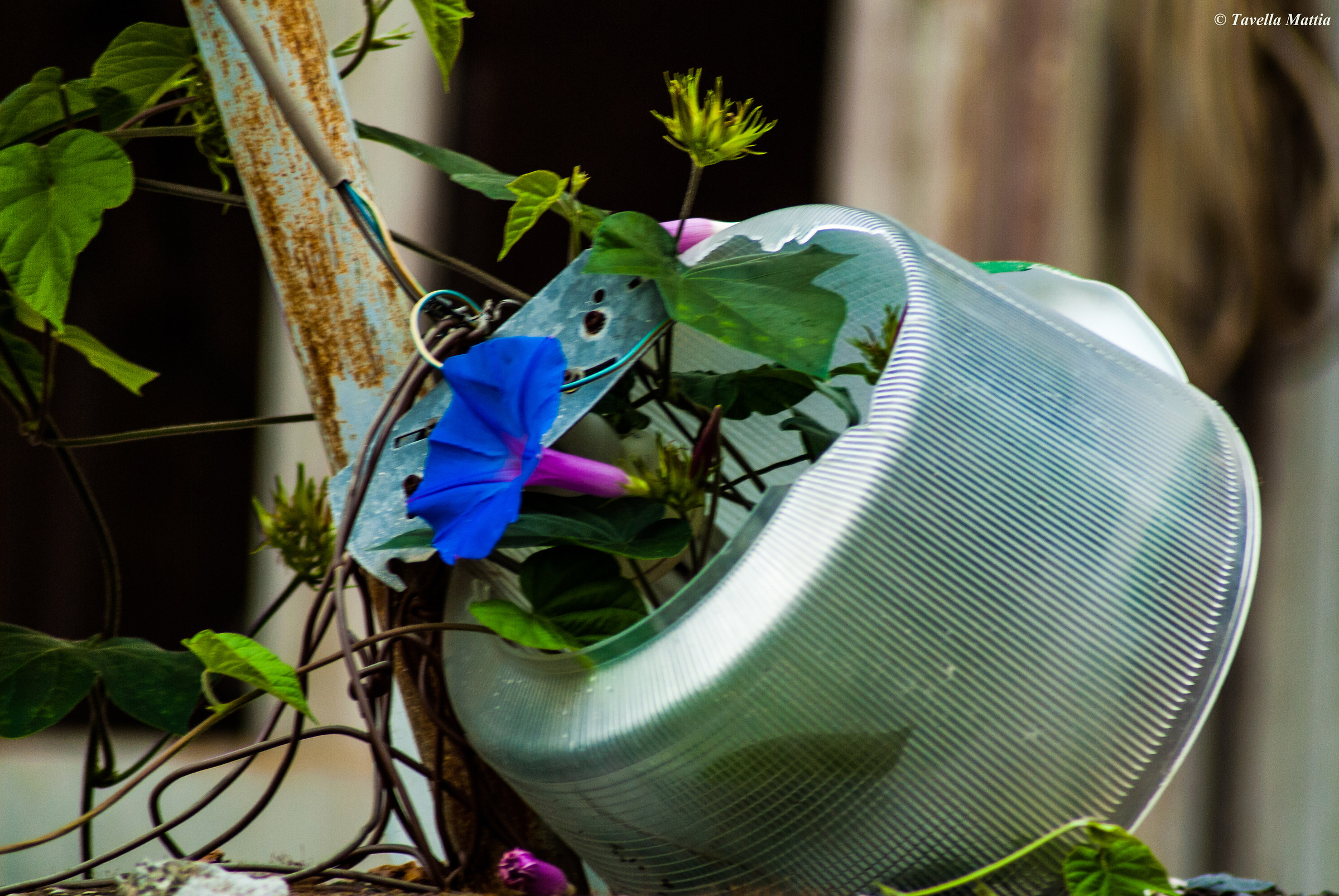 Nature does not take much to feel at home