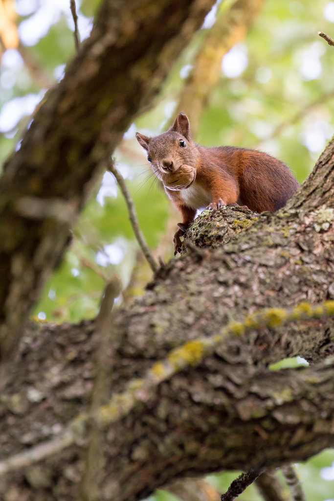 The Squirrel and the Nut