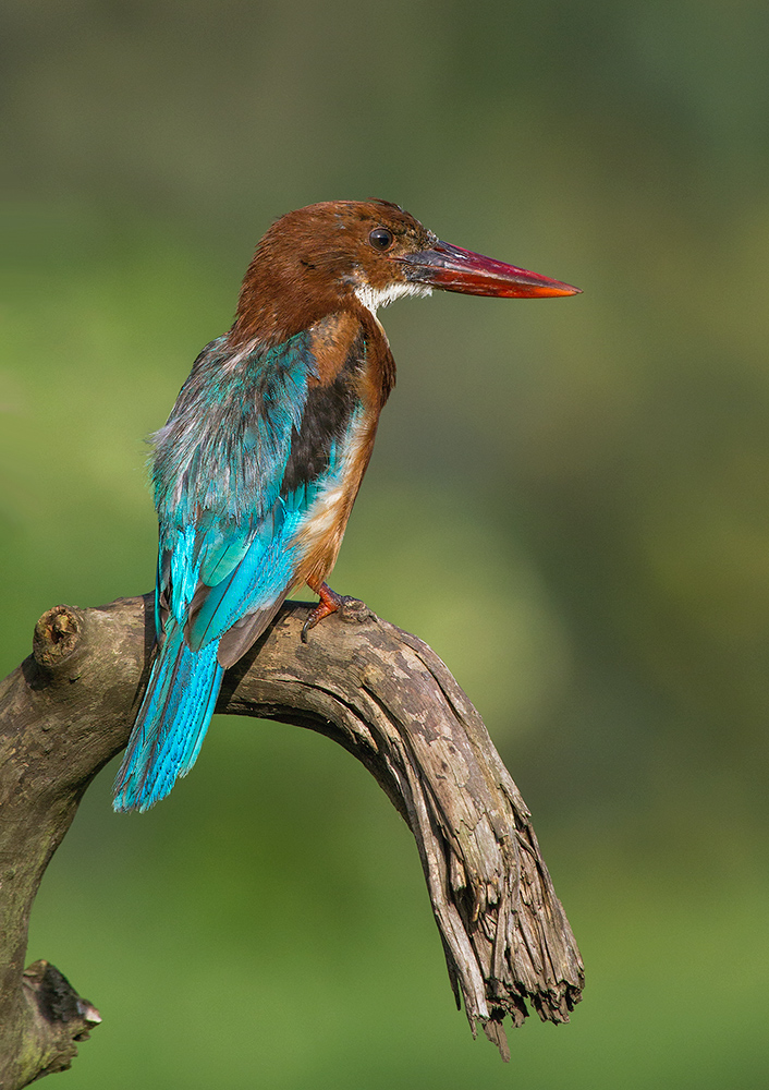 White Throated Kingfisher.