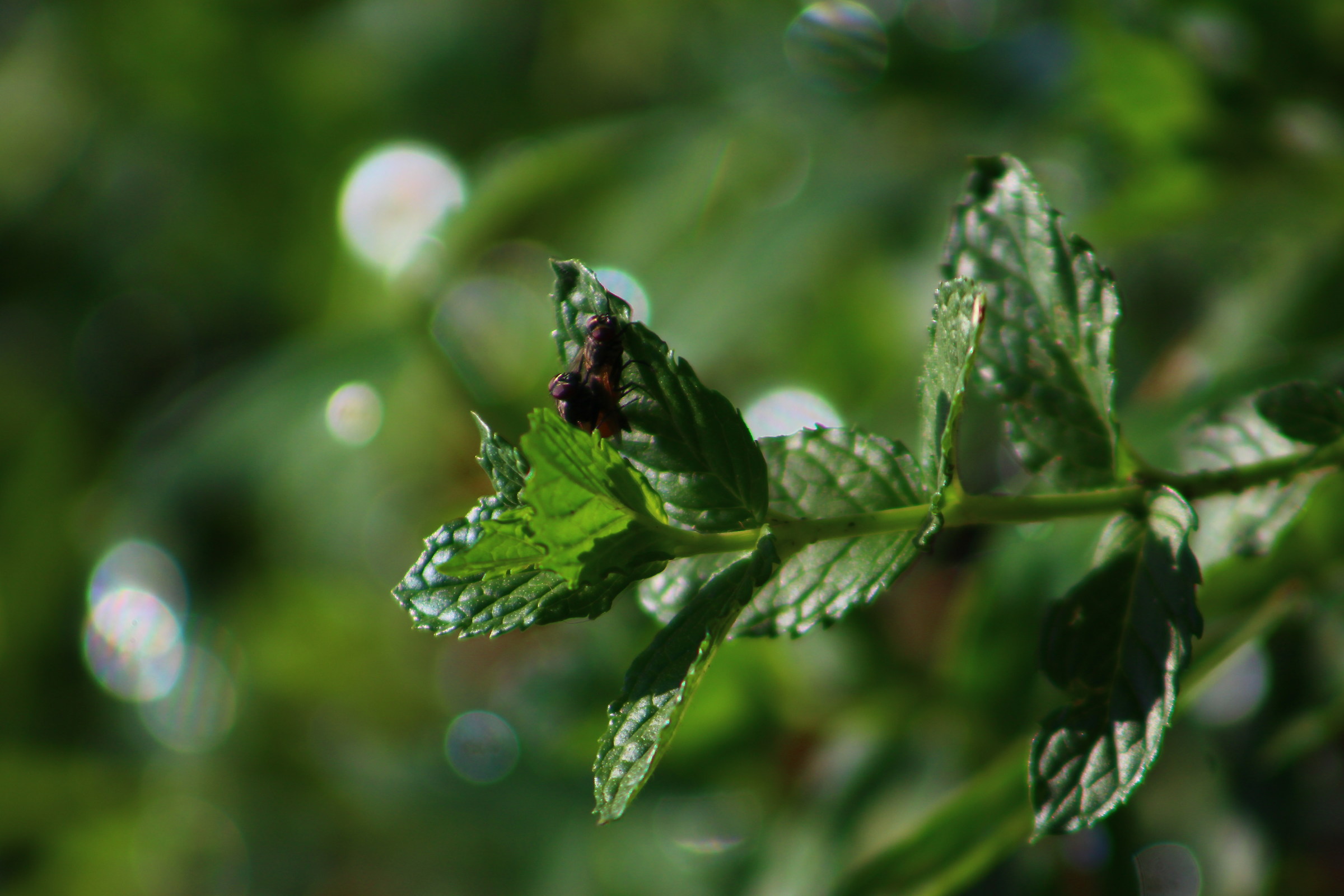 Flies of mint