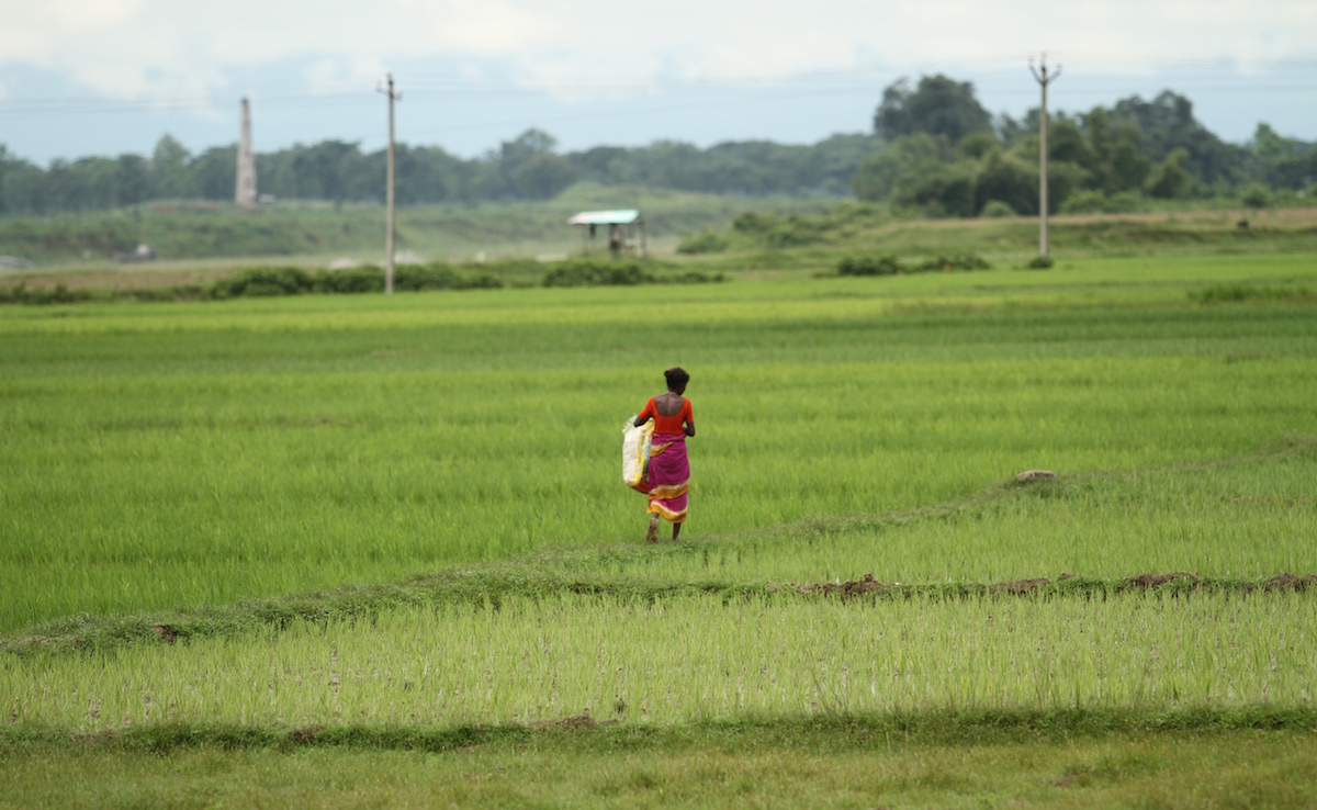 Rice field Sikkim
