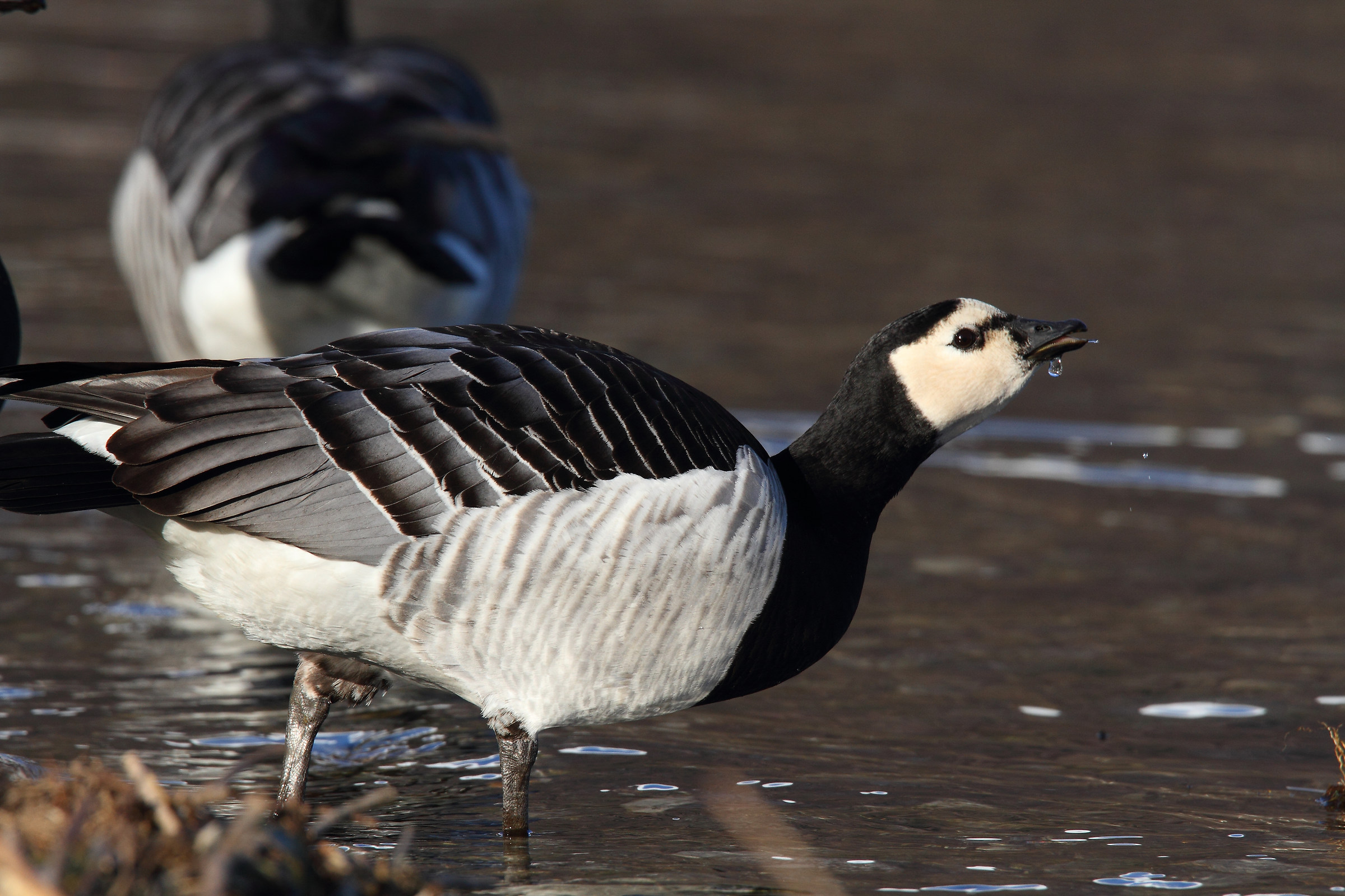 barnacle goose