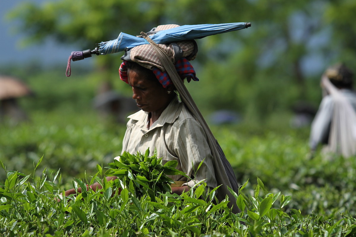 Tea picker Border Sikkim Bhutan