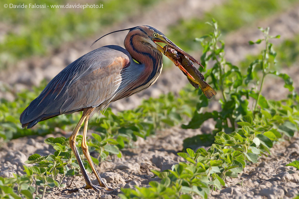 Purple Heron with Catfish