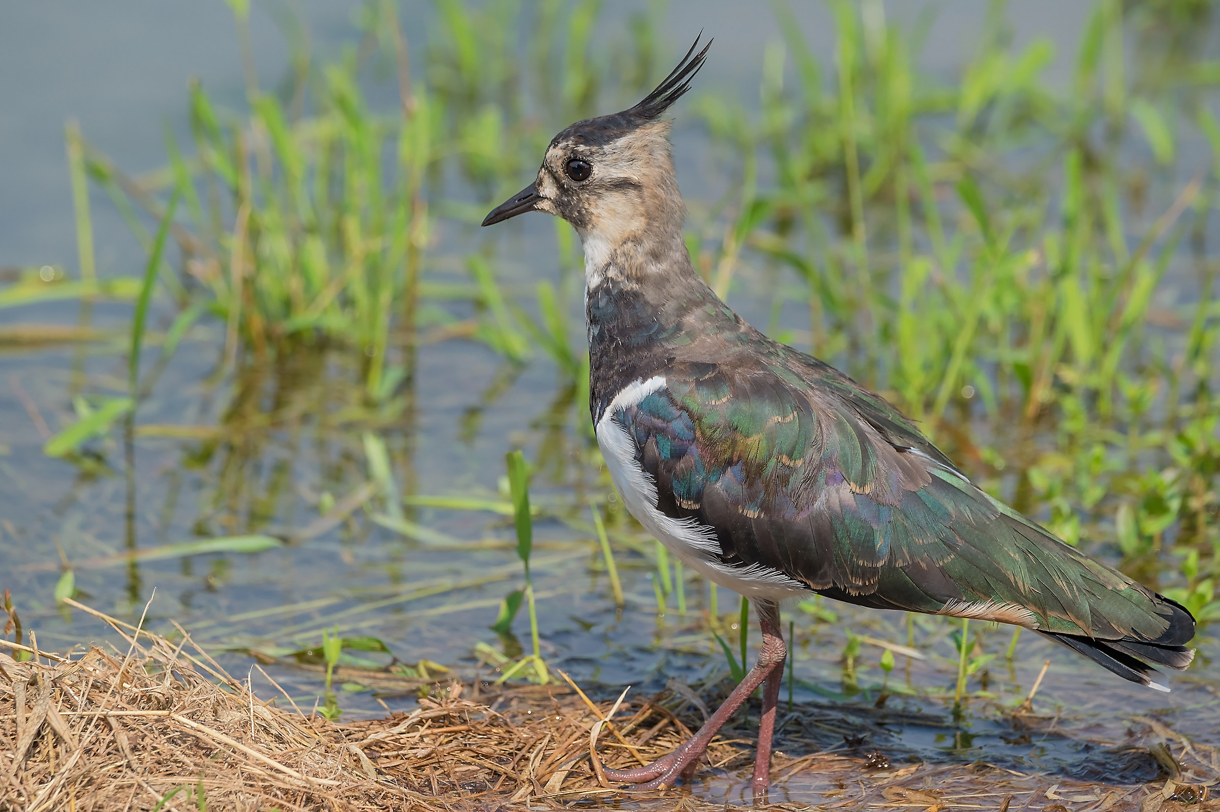 Lapwing (Vanellus vanellus)