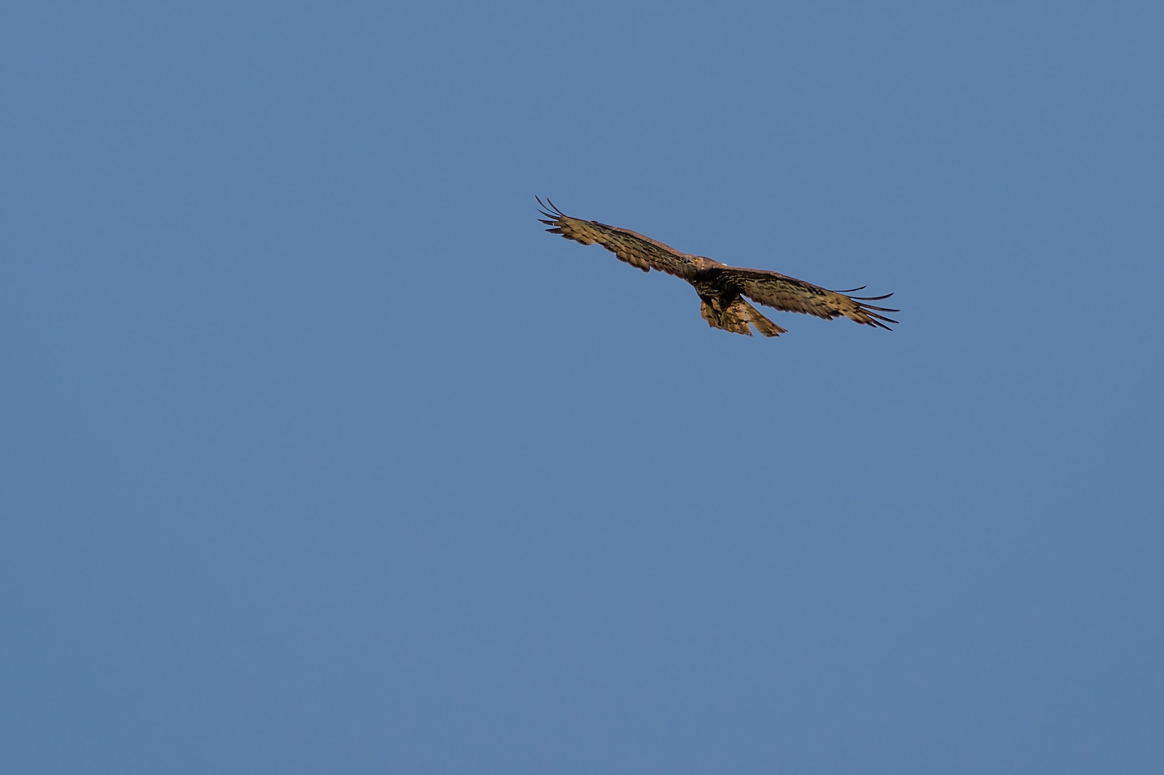 Falco Pecchiaiolo (Pernis apivorus)
