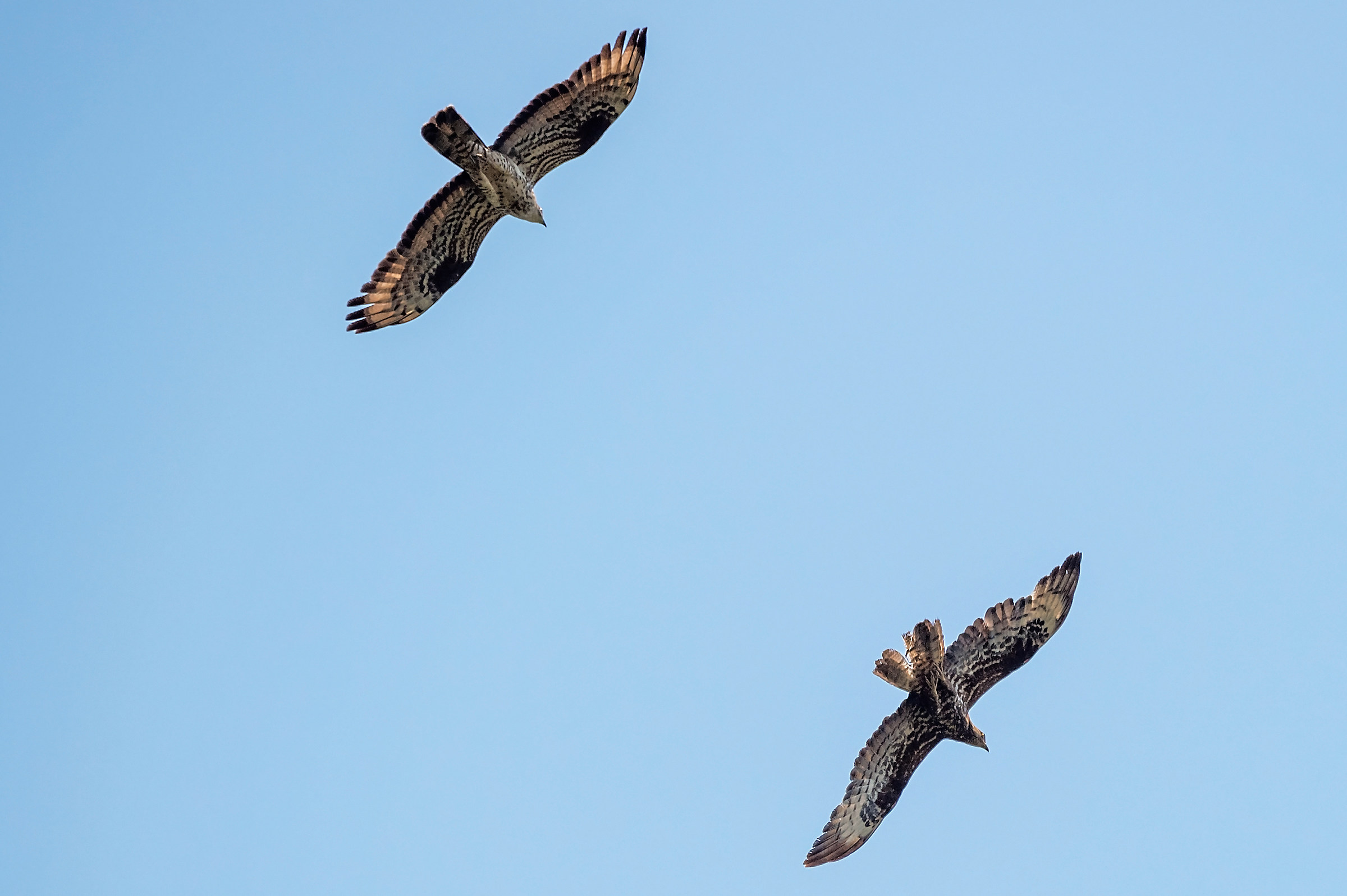 Coppia di Falco Pecchiaiolo