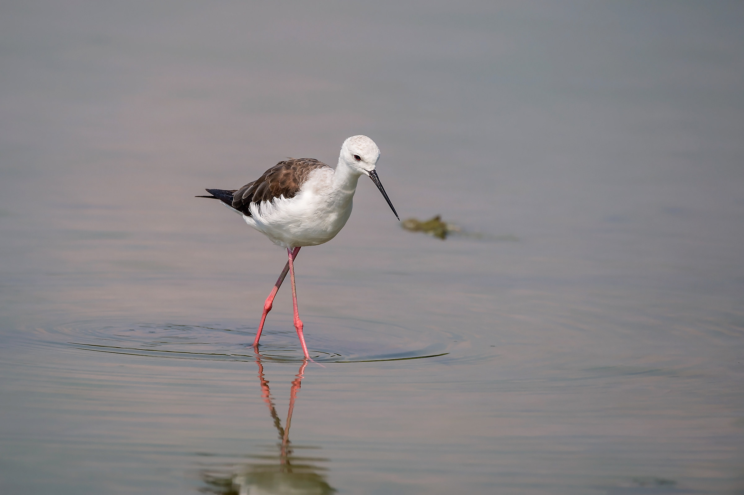 Cavaliere d'Italia (Himantopus himantopus)