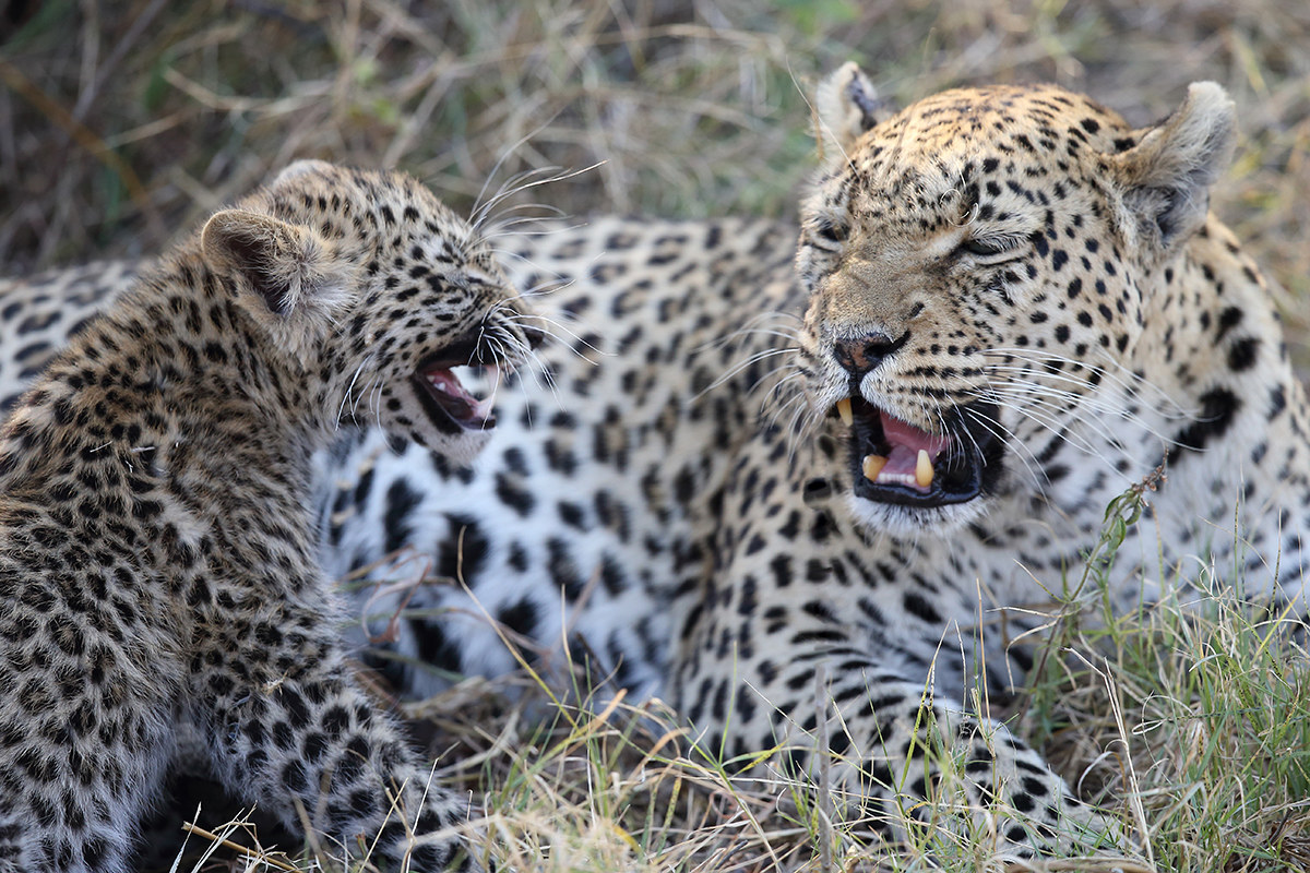 mamma leopardo con cucciolo