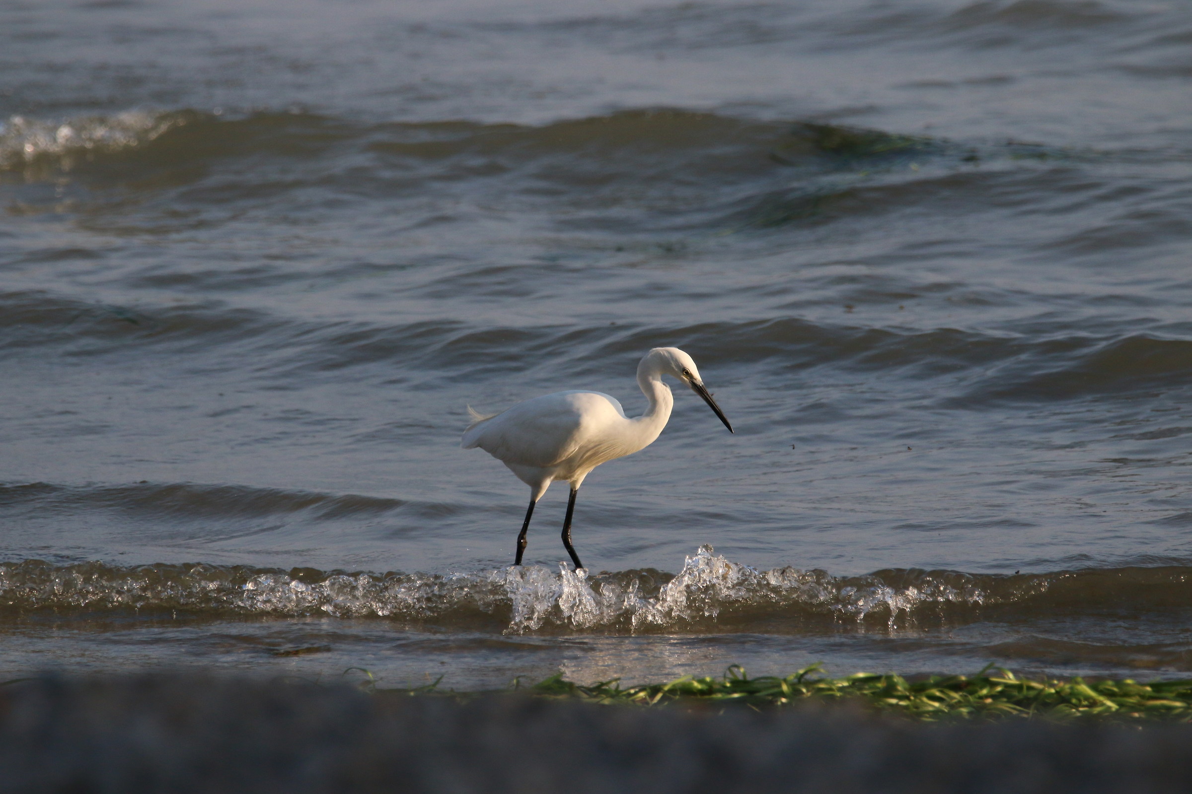 egret
