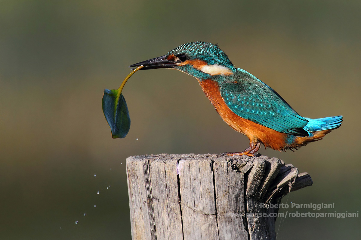 The vegetarian (kingfisher)