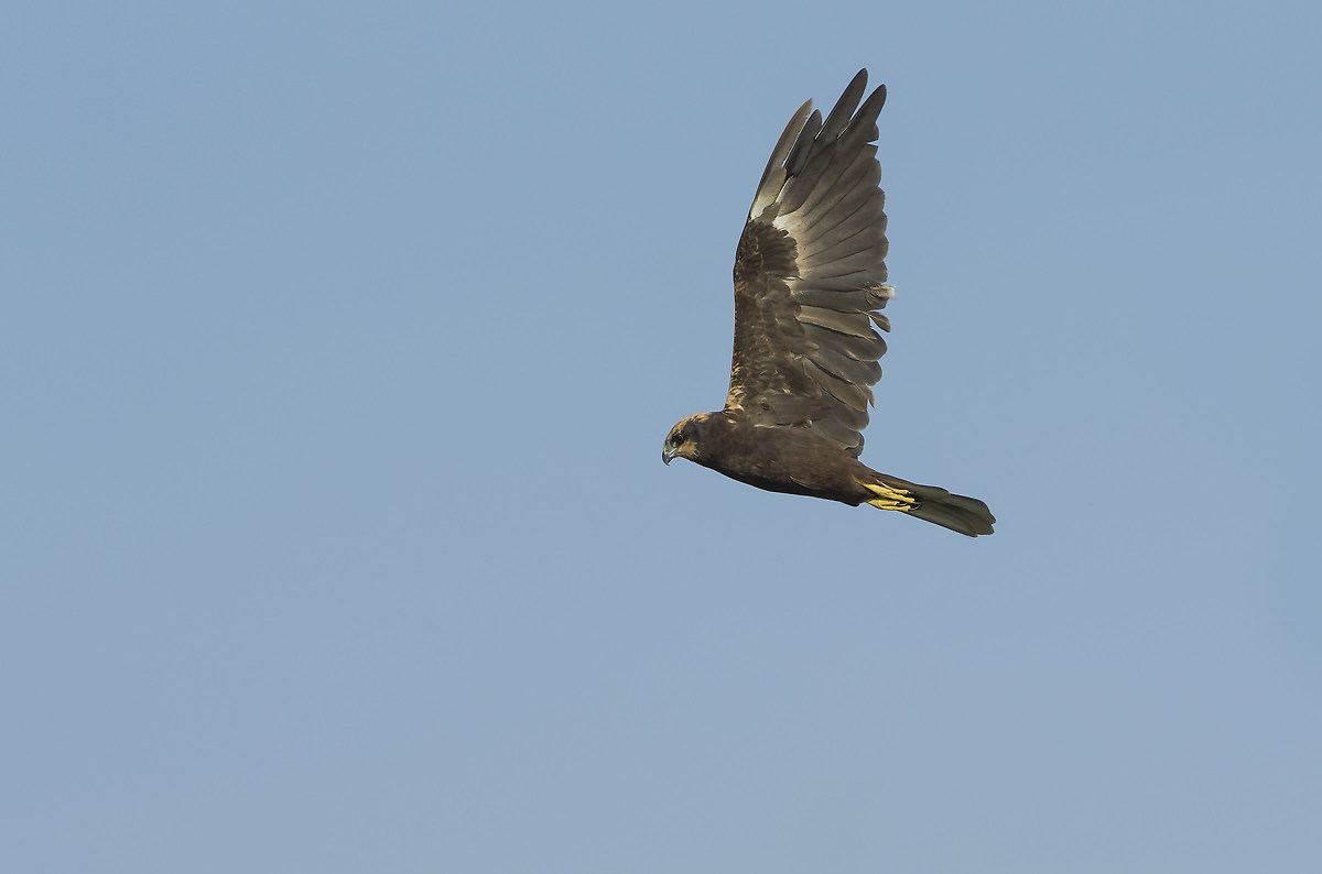 Marsh harrier