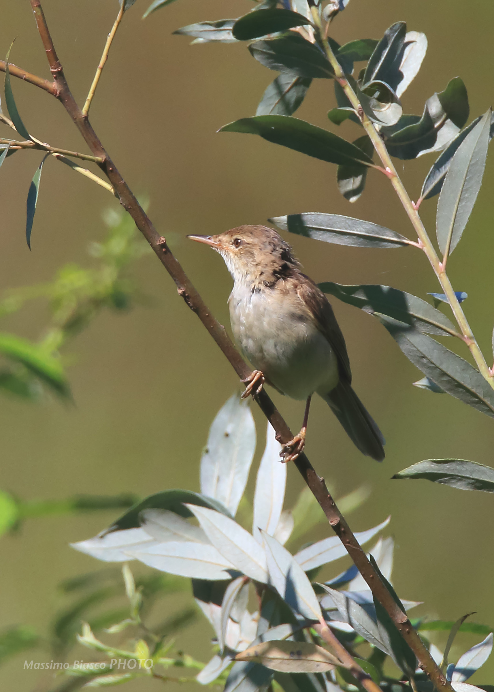 Whitethroat, pipit, nightingale? Advice from experts