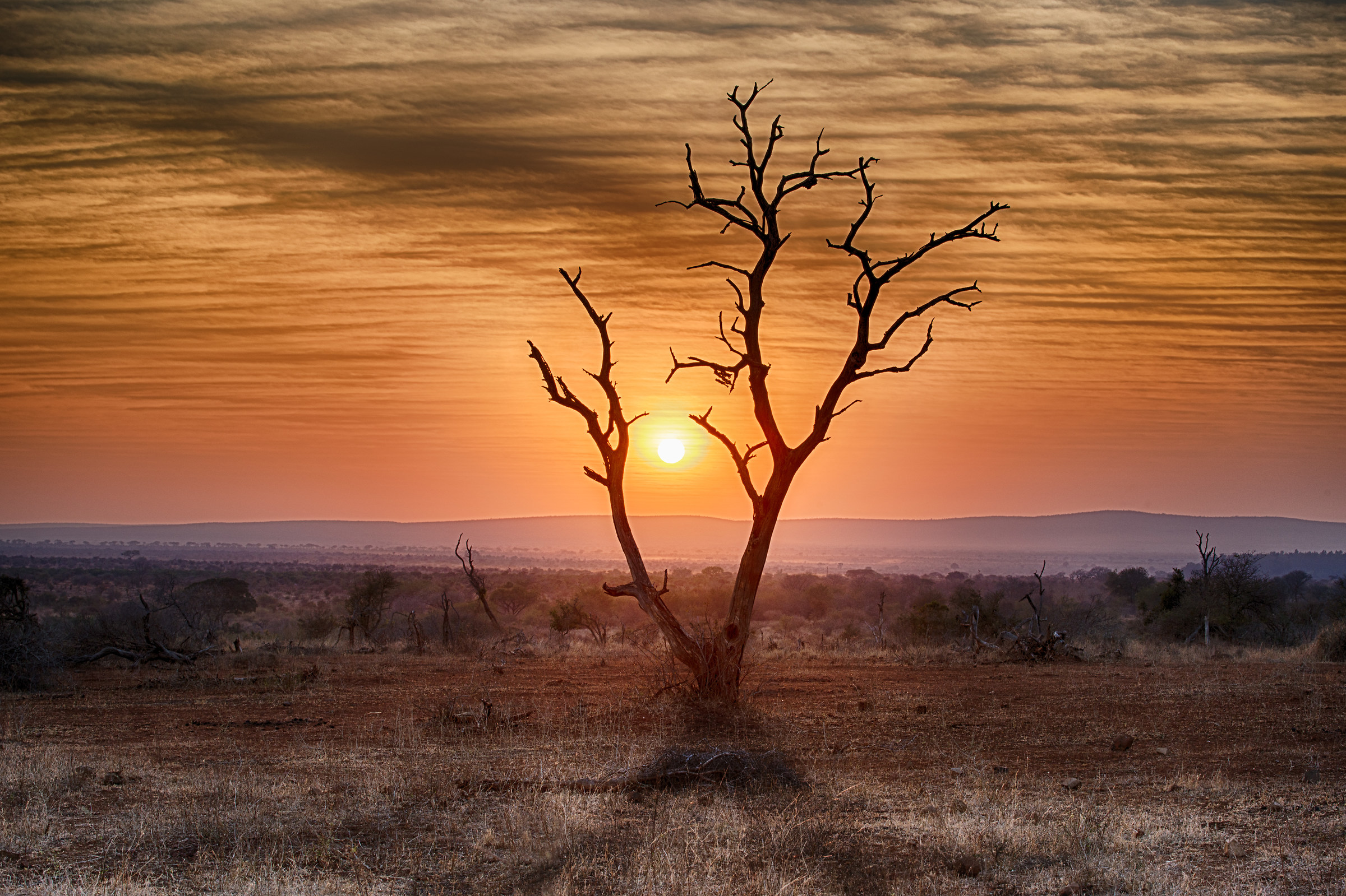 Intrappolato tra i rami