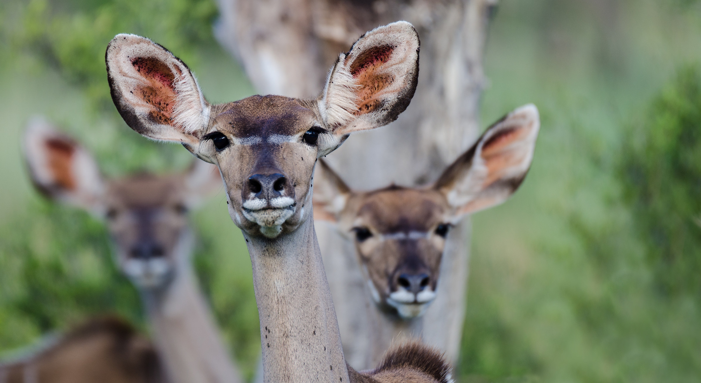 A me gli occhi, please 1