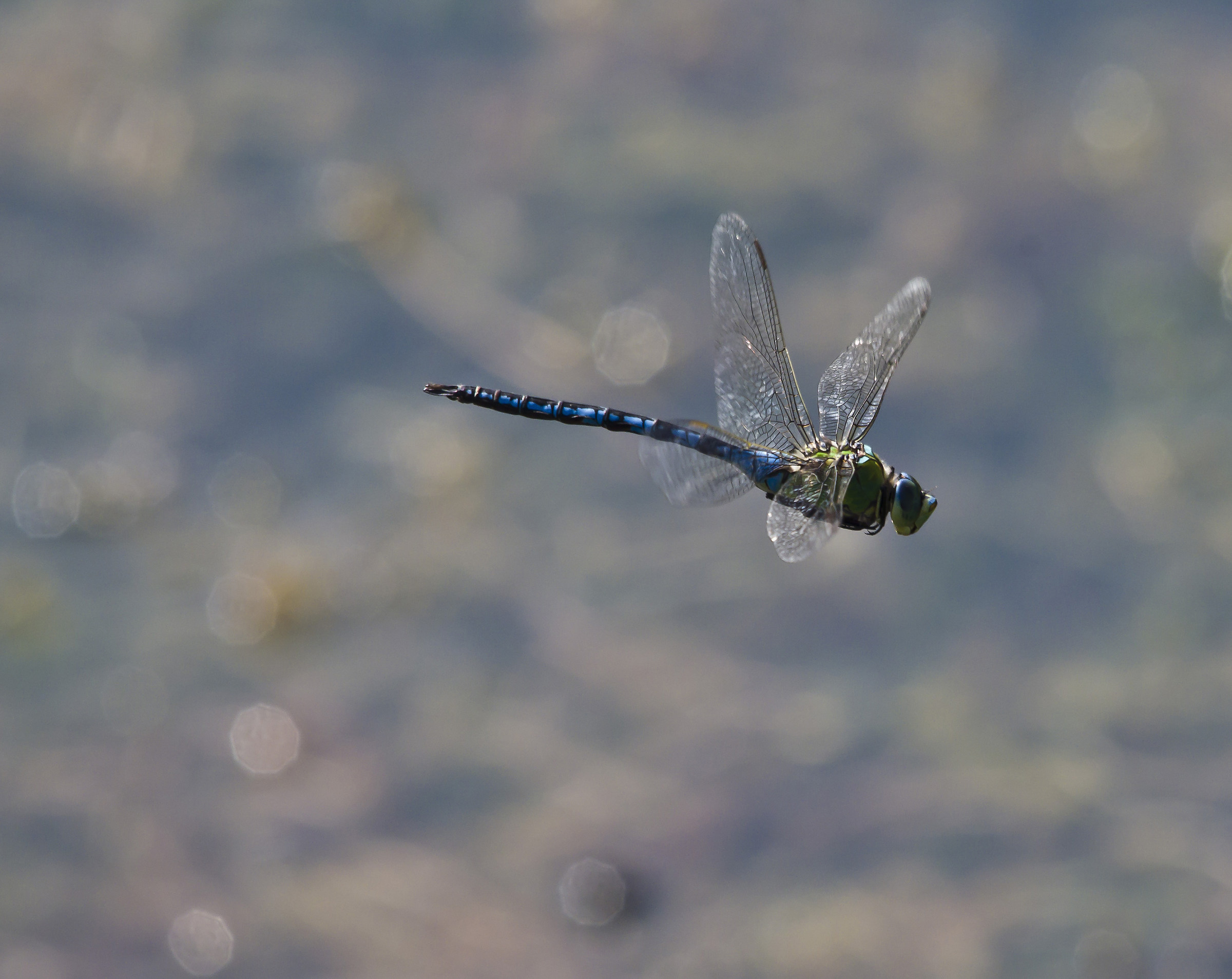 Dragonfly