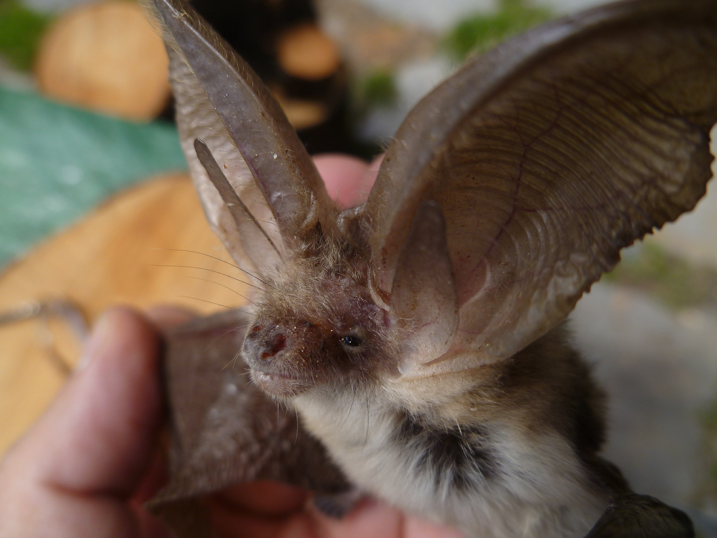 bat high valley tanaro