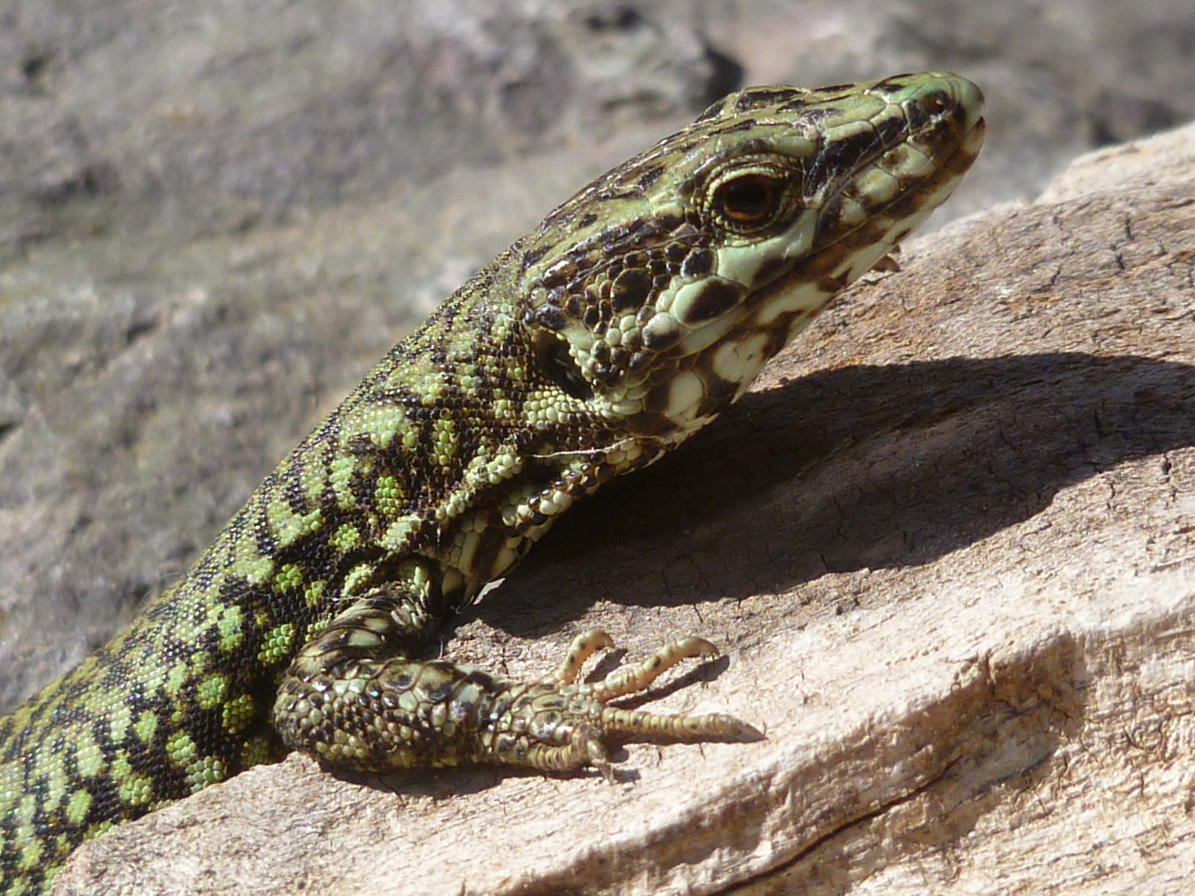lizard high valley tanaro