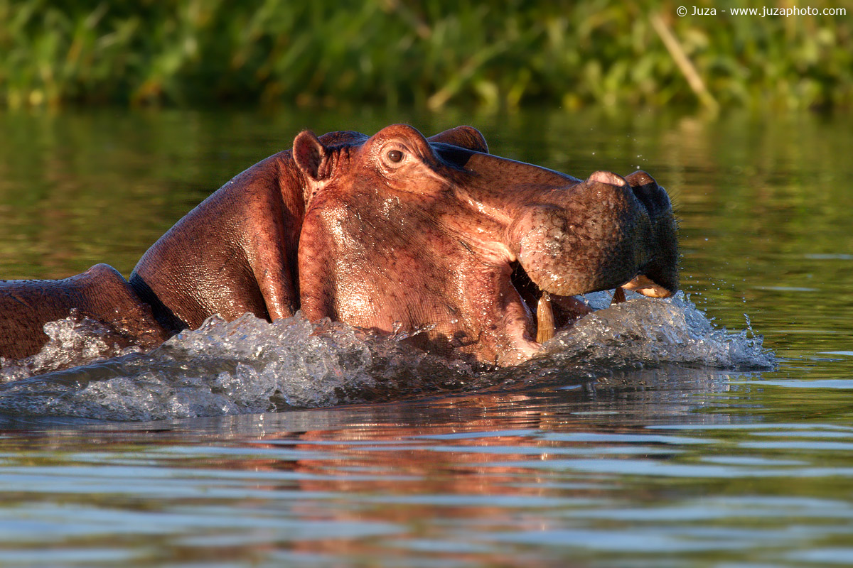 Hippopotamus amphibius (Ippopotamo), 015297