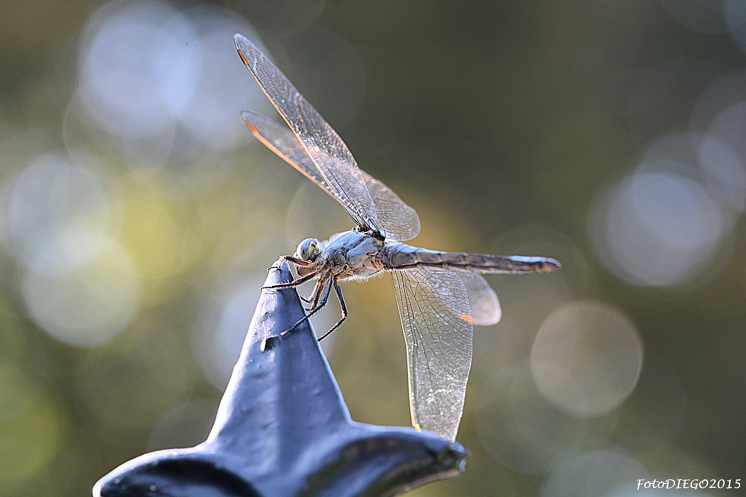 Libellula