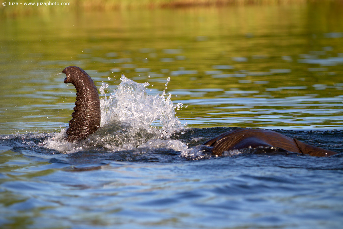 Loxodonta africana (Elefante), 015313