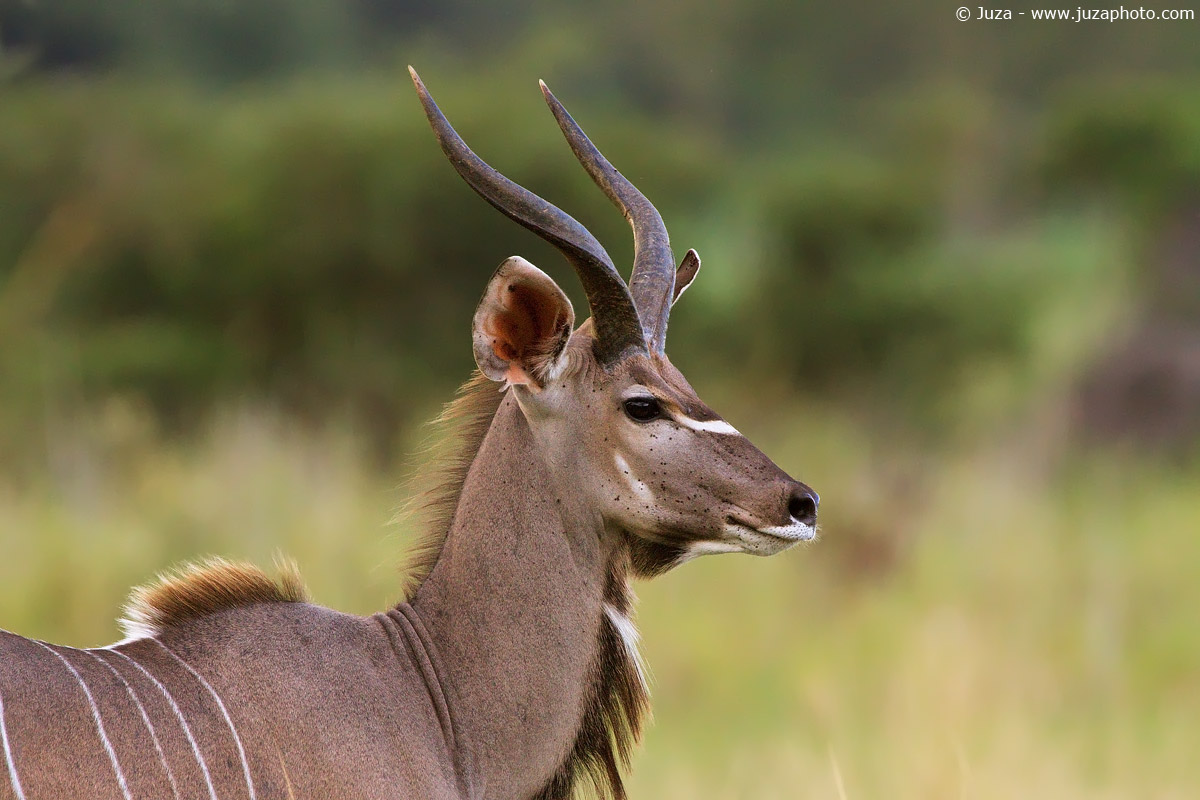 Tragelaphus strepsiceros (Kudu), 015356