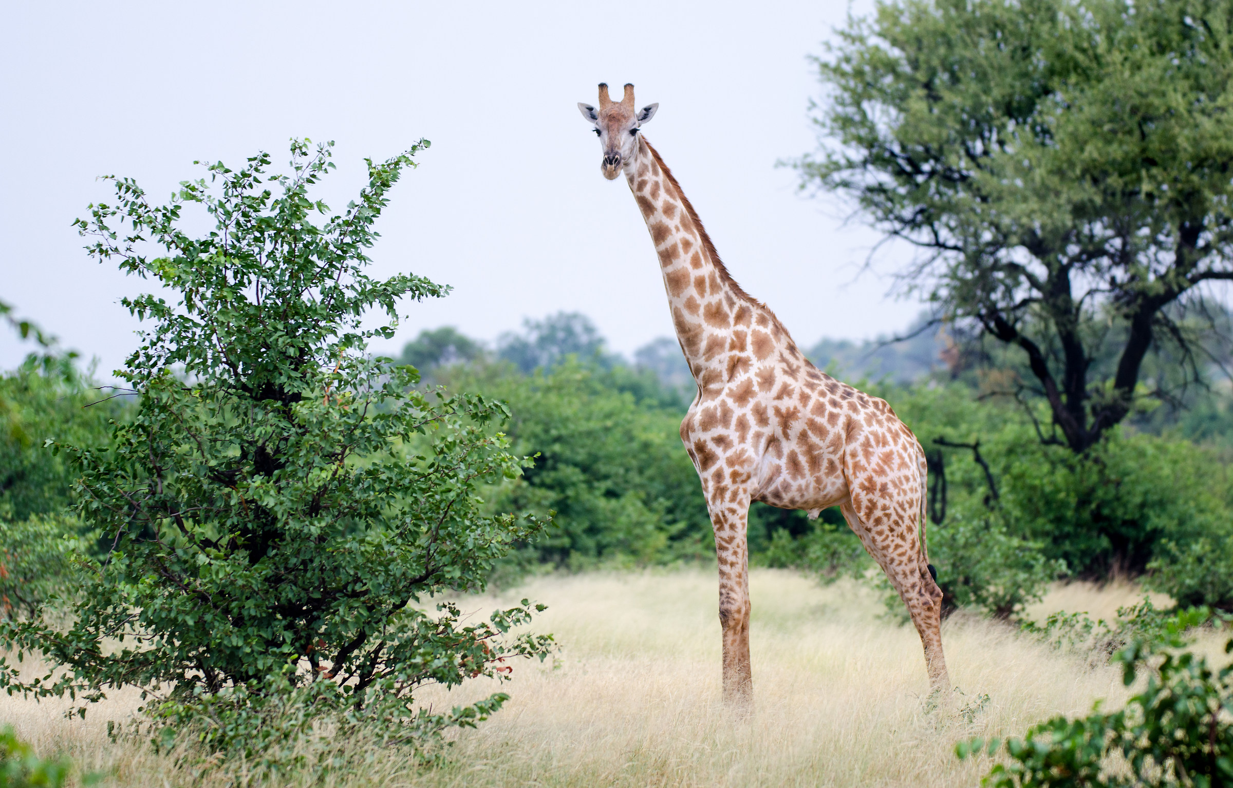 Sempre la più elegante...