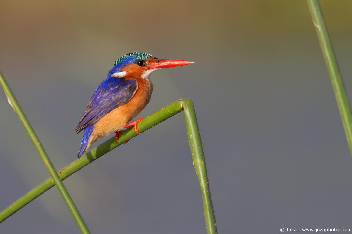 Alcedo cristata (Malachite Kingfisher), 015406