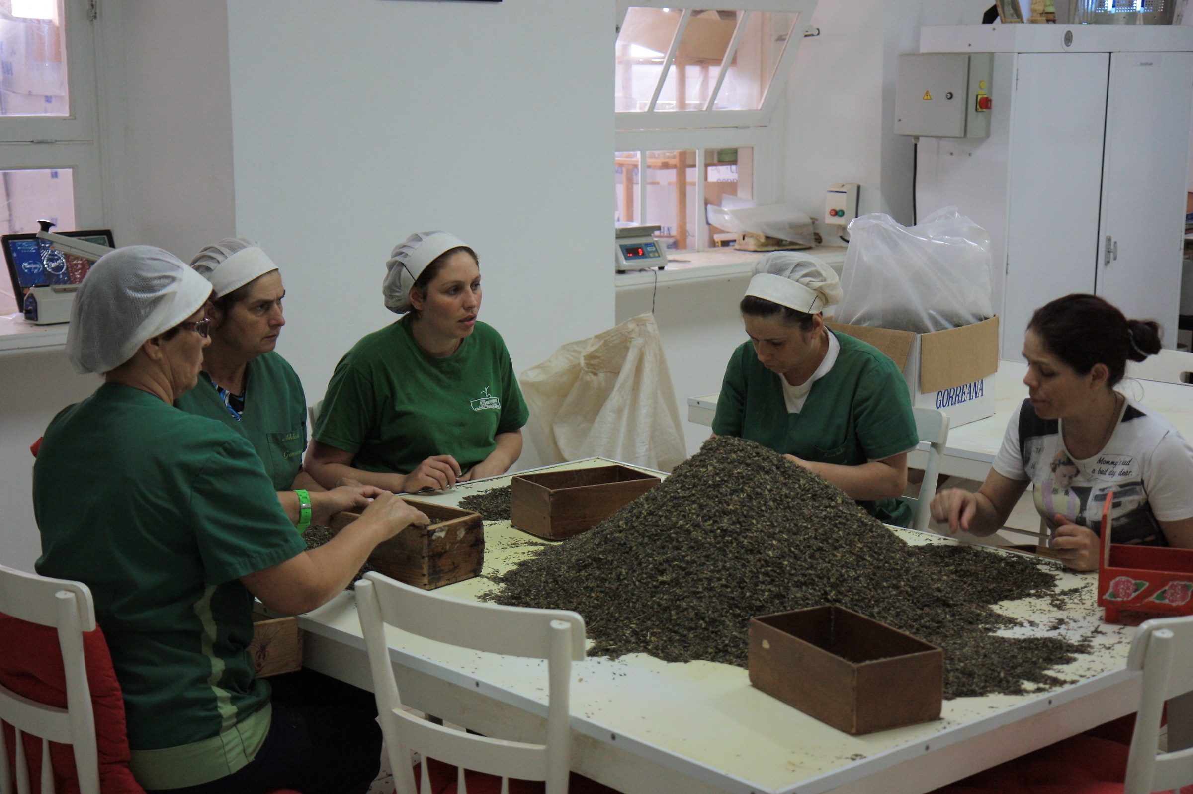 Sao Miguel Ribeira Grande