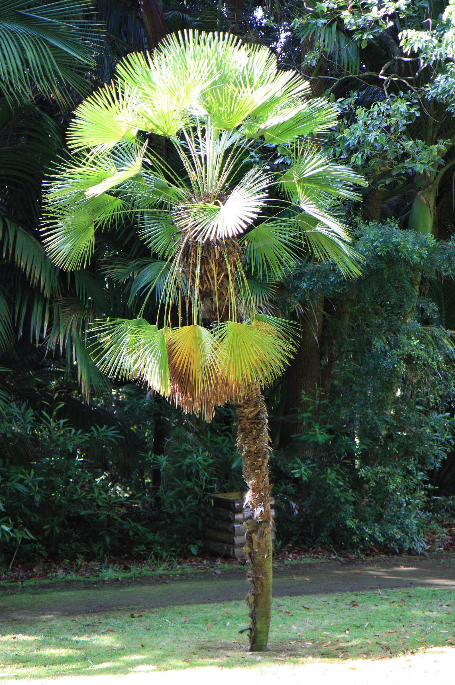 Sao Miguel Porta Delgada botanical garden
