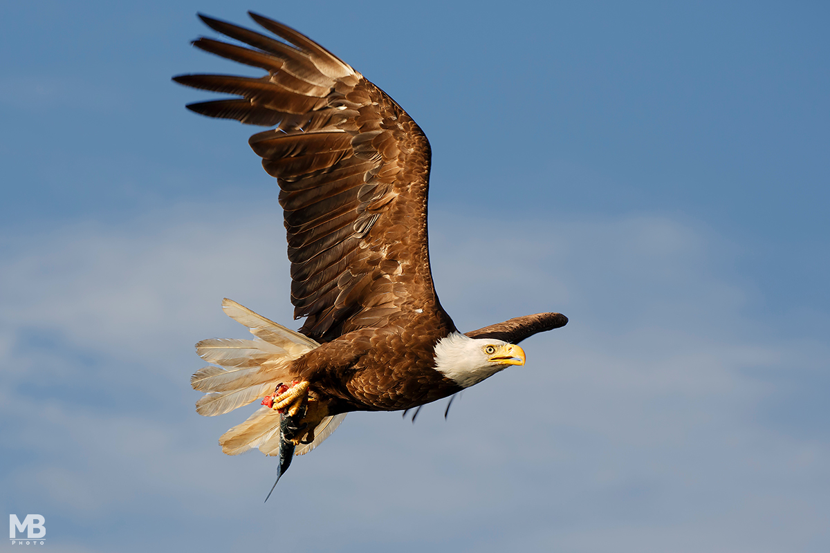 Aquila di mare testabianca