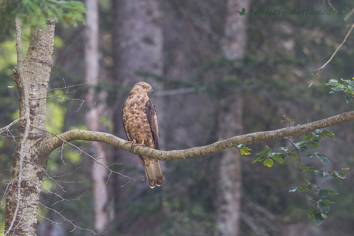 Honey buzzard