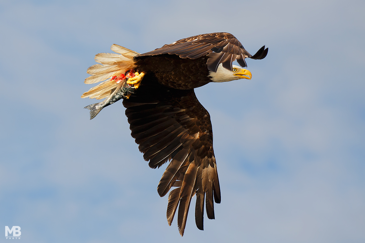 Aquila di mare testabianca