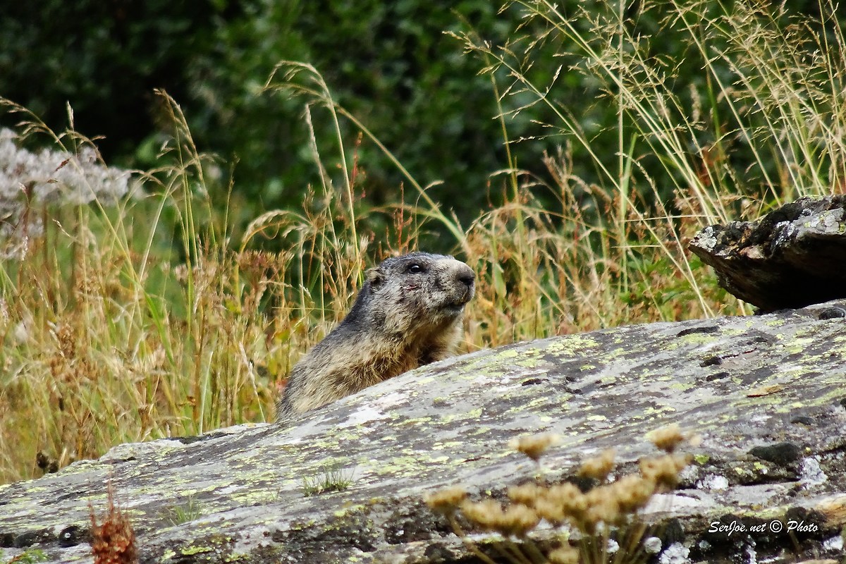 marmot
