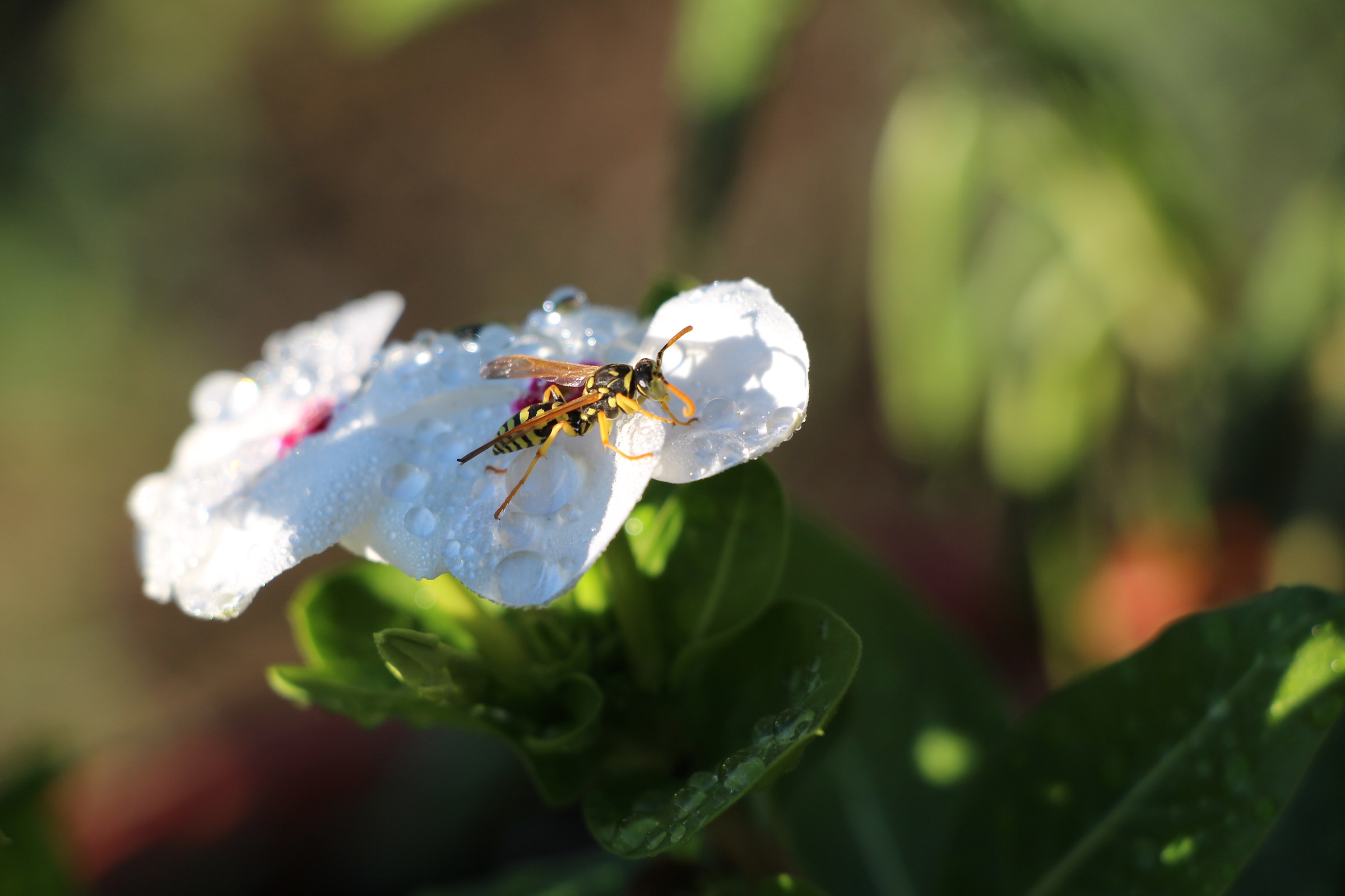 Dawn. ... Lights and shadows.