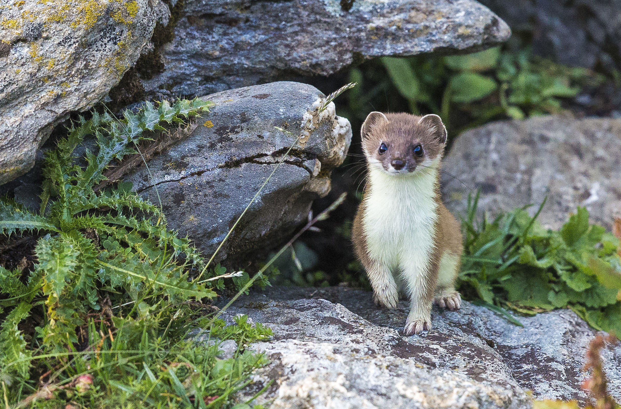 Ermine